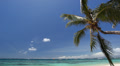 White beach with palms