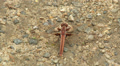 White Corporal (Libellula exusta) Dragonfly - Juvenile Female 2 Video