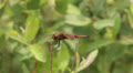 Calico Pennant (Celithemis elisa) Dragonfly - Male 1 Video