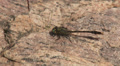 Unicorn Clubtail (Arigomphus villosipes) Dragonfly - Male 3 Video