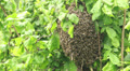 Swarm of bees clustered on the limb of a bush. 3 Video