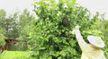 Beekeeper is spraying swarm of bees with water to prevent them from flying. Video
