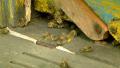 Bees flying with bee pollen into a hive. 1 Video