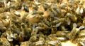 Swarm of bees entering into trap box during swarming. Video