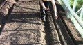 Sowing seeds in the hothouse