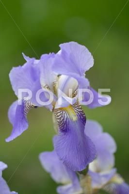 Beautiful Iris Flower In Nature