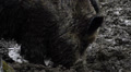 wild boar rooting in the mud