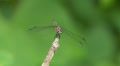 Blue Dasher (Pachydiplax longipennis) Dragonfly - Female 2 Video