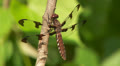 Common Whitetail (Plathemis lydia) Dragonfly - Female 1 Video