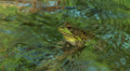 Northern Green Frog (Rana clamitans melanota) - Male 1 Video