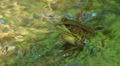 Northern Green Frog (Rana clamitans melanota) - Male 2 Video