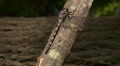 Gray Petaltail (Tachopteryx thoreyi) Dragonfly - Male 3 Video