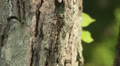 Harlequin Darner (Gomphaeschna furcillata) Dragonfly - Male 4 Video