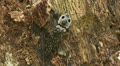 Eyed Click Beetle (Alaus oculatus) 1 Video