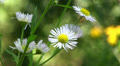 Camomile flower Video