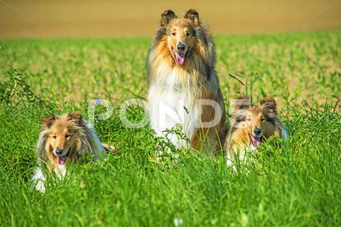 Stock photo of Gruppe von drei Colliehunde