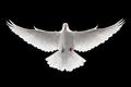 flying dove