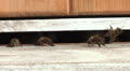 Bees at the entrance to the hive are cooling down the temperature in the hive. Video