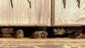 Bees at the inlet to the hive Video