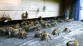 Bees at the inlet to the hive Video