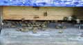 Bees at the inlet to the hive. Video
