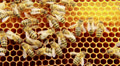 Bees on the honeycomb 11 Video