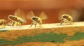 Bees are cooling down temperature in the hive. 1 Video