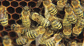 Bees on the honeycomb 13 Video