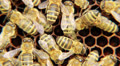 Bees on the honeycomb. 6 Video
