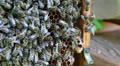 Bees on the honeycomb, and bigger single cell from which queen is hatched Video