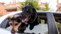 Dogs in Car