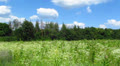 Summer meadow and clouds in the sky. Time lapse Video