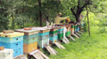 Bees. Beekeepers working in apiary. Video