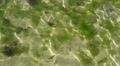Algae and sun reflection in low tide water Video