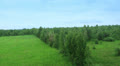 Pine tree forest aerial view. Air balloon pov Video