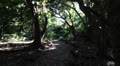 Running or being chased through a forest, Steadicam