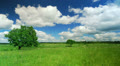 Lonely tree Video