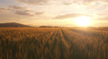 AERIAL: Flight over the wheat field in sunset