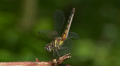 Blue Dasher (Pachydiplax longipennis) Dragonfly - Female Obelisking 1 Video