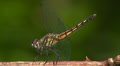 Blue Dasher (Pachydiplax longipennis) Dragonfly - Female Obelisking 2 Video