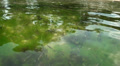 Algae and sun reflections in low tide water Video