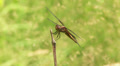 Widow Skimmer (Libellula luctuosa) Dragonflies fight for a perch Video
