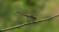 Slaty Skimmer (Libellula incesta) Dragonfly - Female 2 Video