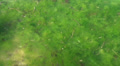 Lots of algae in low tide water Video