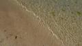 Algae at the beach in low tide water Video