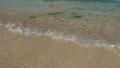 Algae at the beach in low tide water Video