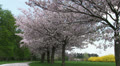 Sakura trees blossoming in the park, petals falling