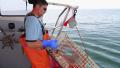 Lobsterman Pulls Trap From Ocean, Opens it, Shows Lobsters Inside, Maine