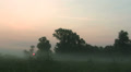 Foggy sunrise in the wood. Time lapse Video