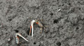 Fighting crabs in Mangrove Forest Video